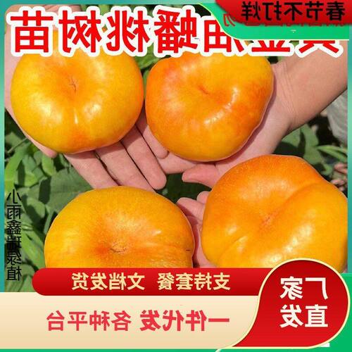 栽南方果树树苗苗桃黄金油蟠桃