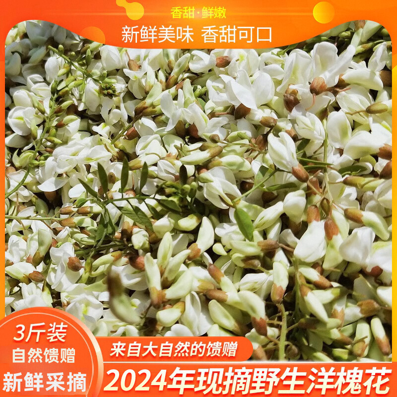 洋槐花新鲜杨槐花骨朵野菜现摘