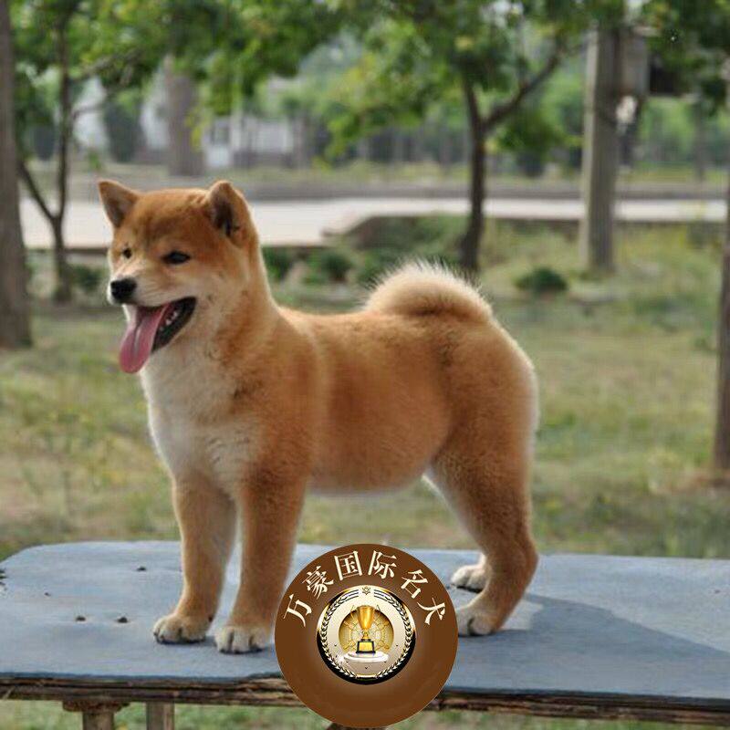 北京正规狗场出售纯种日系柴犬幼犬 赤色宠物狗活体 可上门挑选