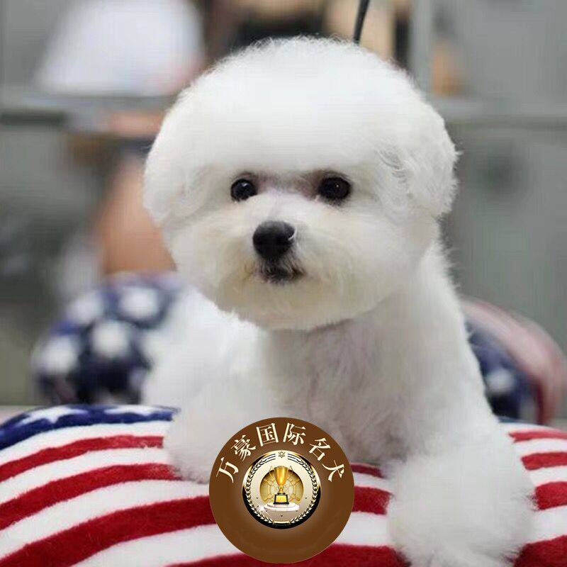 北京出售纯种卷毛白色比熊幼犬 赛级茶杯宠物狗活体 外地空运