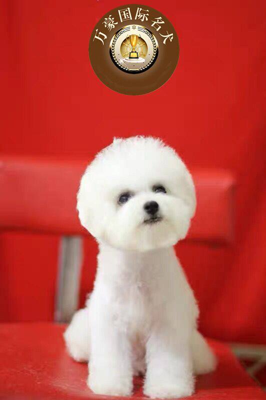 北京出售纯种卷毛白色比熊幼犬 赛级茶杯宠物狗活体 外地空运
