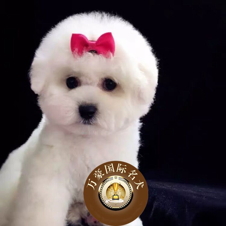 北京犬舍出售赛级血统比熊幼犬纯种品质 茶杯白色宠物狗 外地包邮