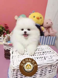 北京犬舍出售纯种茶杯球体博美幼犬 可发货 白色赛级俊介宠物狗