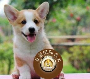 出售纯种柯基犬幼犬双色三色柯基犬威尔士短腿柯基犬活体宠物狗