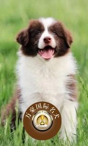 北京狗场出售纯种边境牧羊幼犬 巧克力棕色宠物狗活体 外地可空运