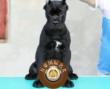 卡斯罗犬 纯种卡斯罗幼犬出售 赛级活体宠物狗 双血统大型犬包邮