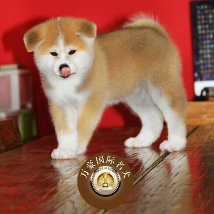 纯种日本秋田犬 秋田幼犬出售 签协购犬议品质保障 可送上门挑选