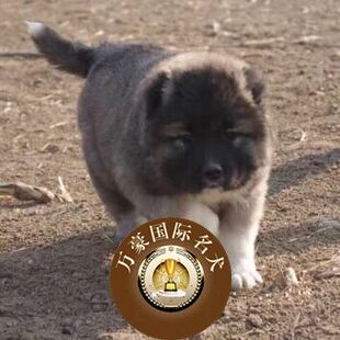 北京出售看家护卫纯种高加索幼犬大骨量宠物狗保健康包邮北京上门