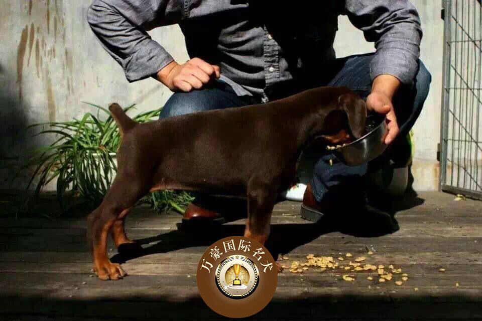 北京正规犬舍出售纯种德系杜宾幼犬 赛级宠物狗活体 外地可空运|ruв категории животное/Животное питание и принадлежностей, собака - от Buy2taobao.com для оказания профессиональной услуги покупки агента Taobao