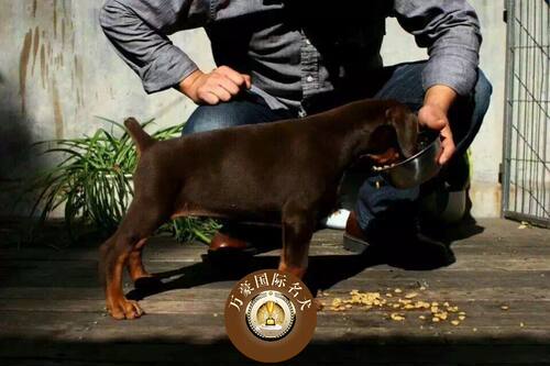 北京正规犬舍出售纯种德系杜宾幼犬 赛级宠物狗活体 外地可空运 - 封面