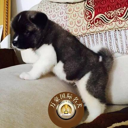 北京正规犬舍出售纯种美系黑白秋田幼犬 宠物狗活体 外地可空运