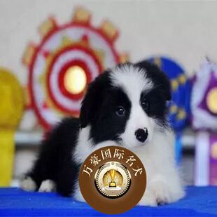 纯种血统边境牧羊犬幼犬 出售 黑白色边牧活体宠物狗七白到位三通