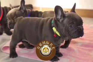 包邮 赛级蓝色法牛法斗犬活体宠物狗 出售 纯种血统法国斗牛犬幼犬