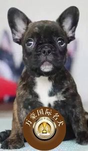 北京犬舍出售纯种法国斗牛幼犬赛级虎皮色活体宠物狗 外地包邮