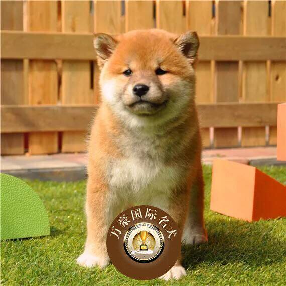 北京正规狗场出售纯种日系小柴幼犬 赤色宠物狗活体 外地可空运