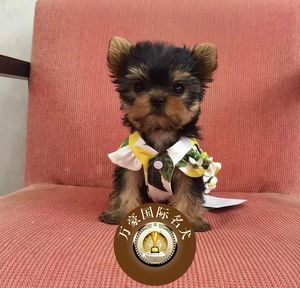 北京犬舍出售小体纯种约克夏幼犬赛级血统茶杯宠物狗活体 可空运