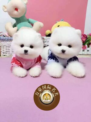 北京出售茶杯俊介博美幼犬送货