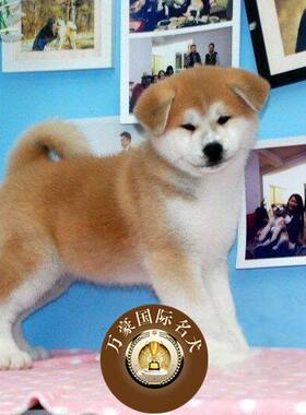 纯种出售日系活体秋田犬
