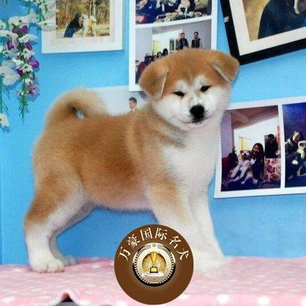 纯种血统日本秋田犬幼犬 出售日系秋田活体宠物狗 可送货空运