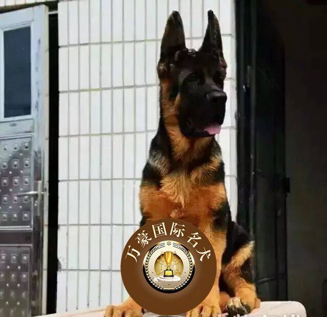 出售纯种血统赛级德国牧羊犬幼犬黑背 锤系德牧狼狗活体宠物狗d8