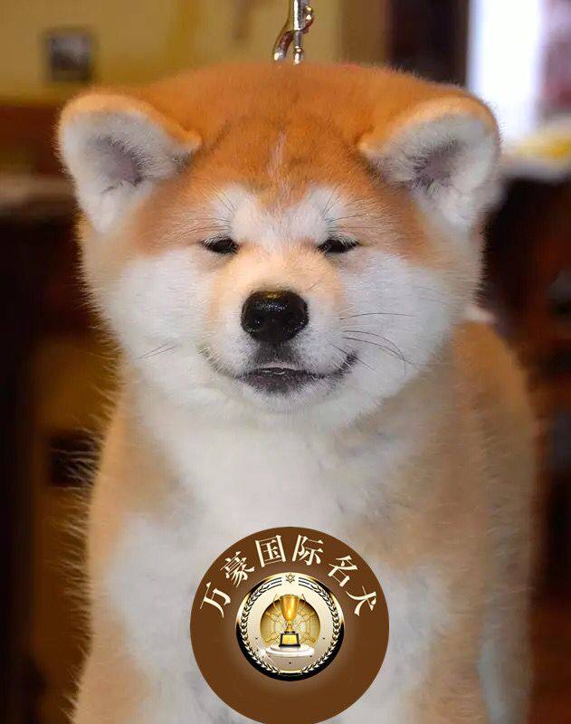 北京犬舍出售赛级血统纯种日本系秋田幼犬宠物狗活体外地空运