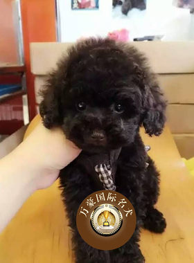 纯种巧克力色出售活体贵宾犬
