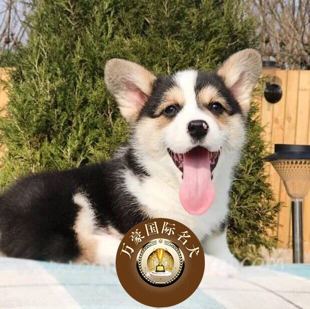 北京犬舍出售纯种威尔士柯基幼犬 三色赛级宠物狗活体 外地可空运