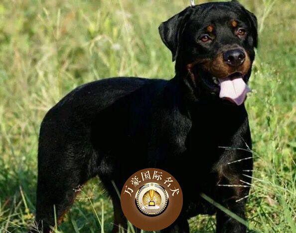 北京罗威纳幼犬出售 纯种血统德国系罗威纳犬 大型犬活体宠物狗狗