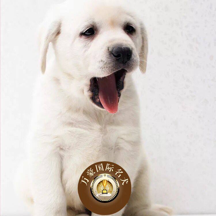 北京狗场出售纯种白色拉布拉多幼犬 宠物狗活体 北京及周边可送货