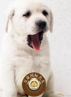 北京狗场出售白色拉布拉多幼犬
