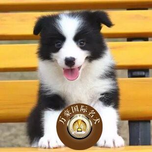纯种血统边境牧羊犬幼犬 出售 黑白色边牧活体宠物狗 可空运包邮