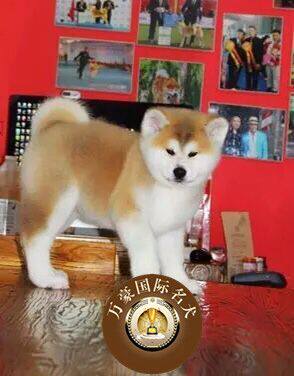 北京犬舍赛级血统纯种日本系秋田幼犬八公原型宠物狗活体外地包邮