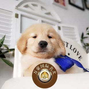 北京狗场出售纯种金毛幼犬 宠物狗活体 北京及周边可送货上门