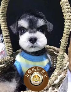 北京狗场出售纯种血统雪纳瑞幼犬 黑银椒盐色赛级宠物狗活体包邮