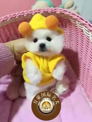 北京狗场奶油白色茶杯博美幼犬