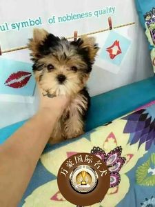 北京出售纯种约克夏幼犬 金头银背约克夏梗犬 迷你茶杯犬 宠物狗