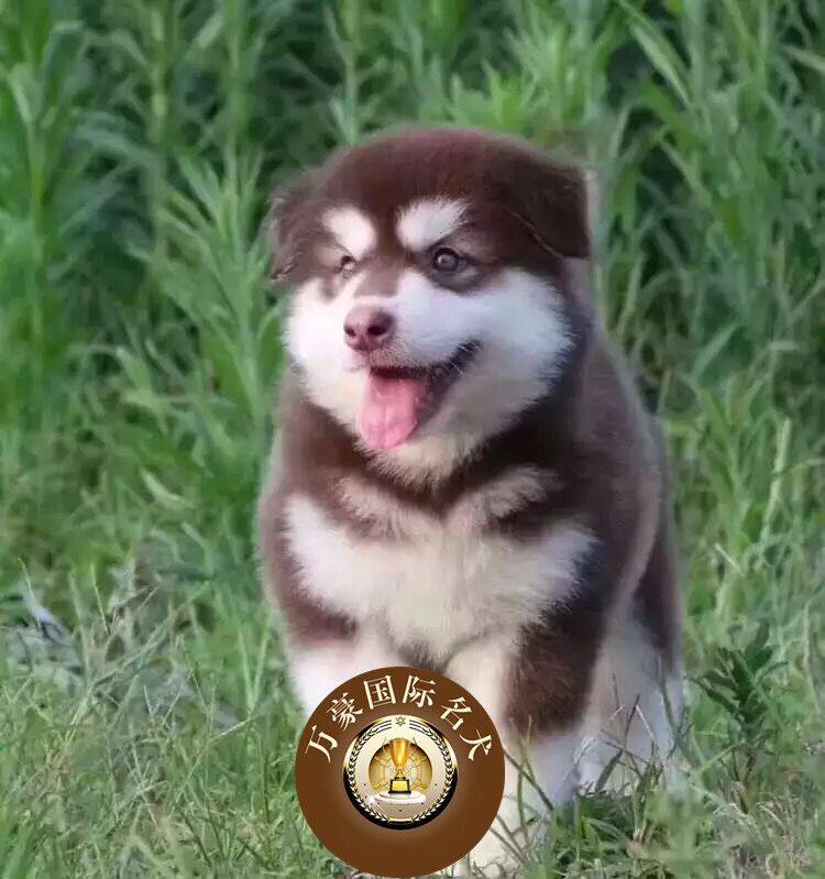 北京犬舍常年出售优质活体赛级阿狗狗