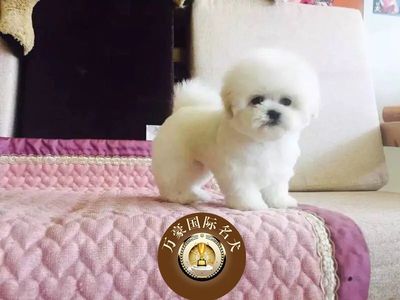 北京出售比熊茶杯白色幼犬包邮