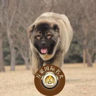 高加索 巨型 宠物纯种幼犬出售赛级熊版山脉犬狗狗疫苗以做齐包邮