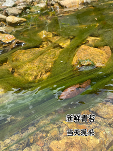 现采现发淡水青苔新鲜溪流钓饵溪流冲钓青波鳊鱼鲢鱼黄青马尾青苔