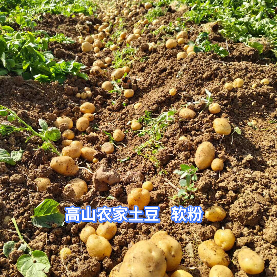 宁波小土豆新鲜农家自种黄心小本地高山马铃薯宁海特色藠头烤土豆