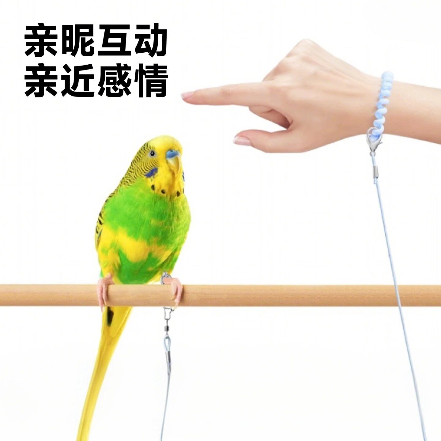 鹦鹉放飞牵引绳脚炼不伤