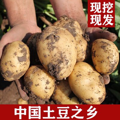 20老品种新鲜粉糯土豆蔬菜马铃薯