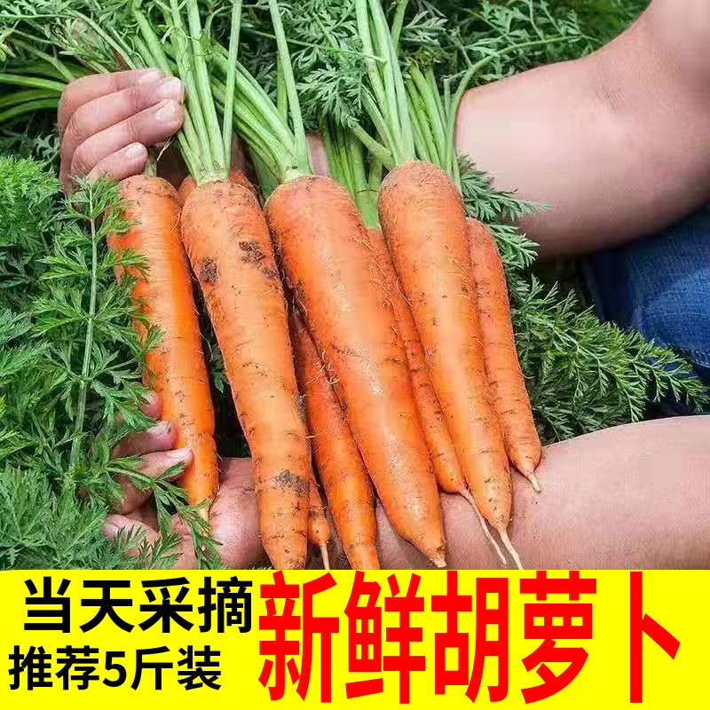 胡萝卜新鲜水果萝卜脆甜生吃红心罗卜带泥农家红皮蔬菜5斤10-封面