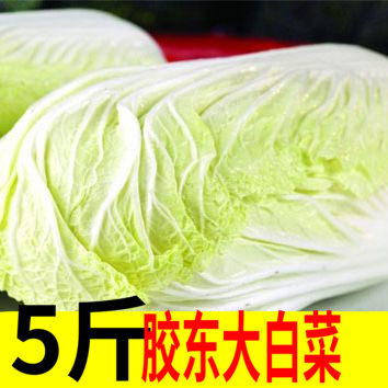 山东胶东半岛大白菜盛多福新鲜