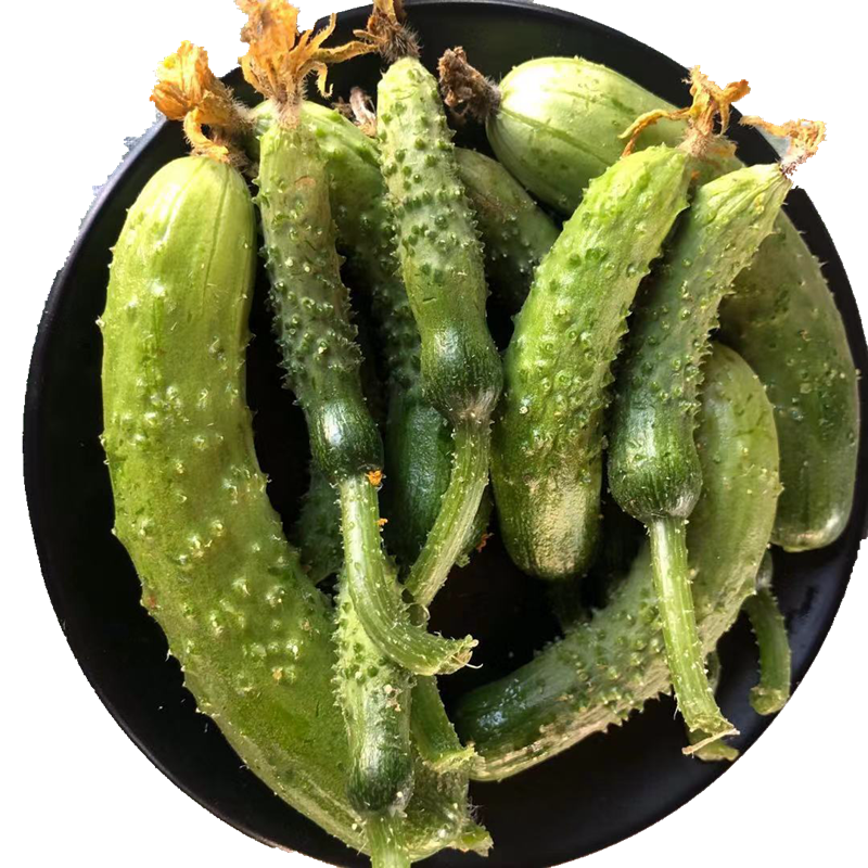 新鲜旱黄瓜黄瓜扭青瓜腌制咸菜沙拉蔬菜水果荷兰德国俄罗斯酸黄瓜