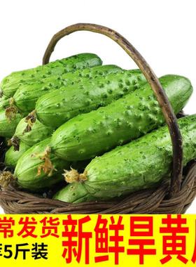 新鲜小黄瓜青瓜5斤 北方旱黄瓜沙拉蔬菜生吃水果非荷兰海阳白玉