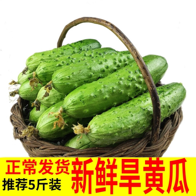 青瓜旱黄瓜沙拉蔬菜生吃小黄瓜