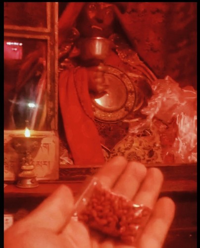 西藏丹杰林紫玛青稞红供米 5袋起包邮拉萨发货