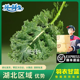 新鲜羽衣甘蓝2斤嫩叶芥蓝甘兰叶牡丹kale西餐榨汁沙拉蔬菜火锅菜